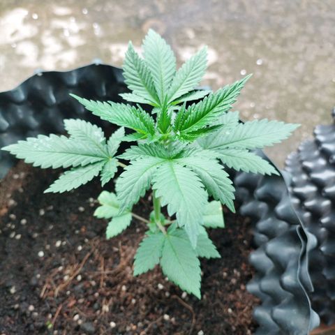 Tropicana Cherry growlog timeline photo