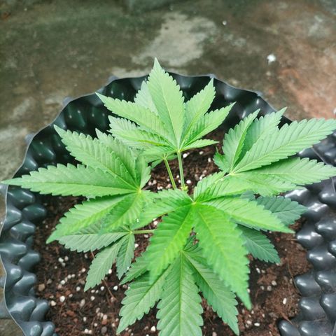 Tropicana Cherry growlog timeline photo