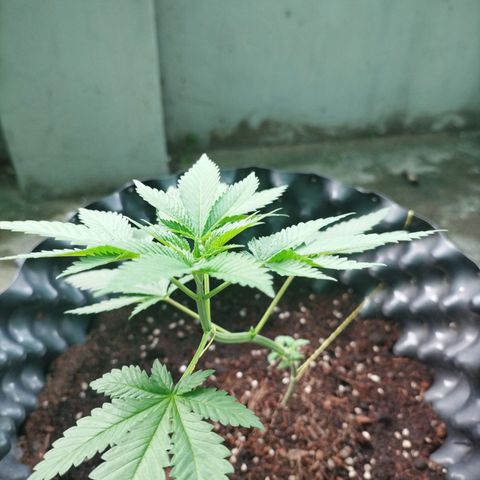 Tropicana Cherry growlog timeline photo
