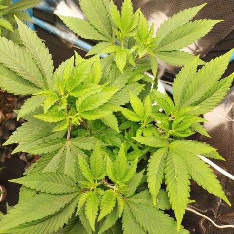 Tropicana Cherry growlog photo: Nutrients Burn ချင်