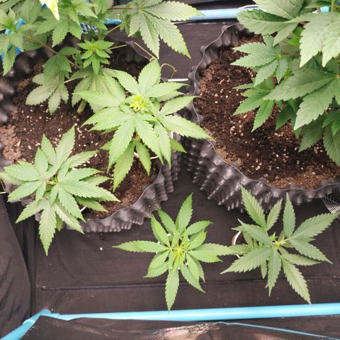 CBD Pinecone  growlog timeline photo