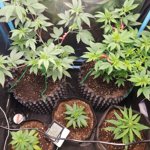 CBD Pinecone  growlog timeline photo