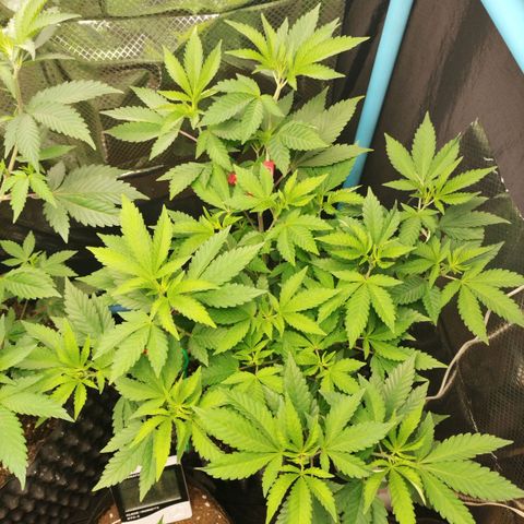 Tropicana Cherry growlog timeline photo