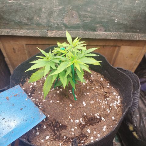 CBD Pinecone  growlog timeline photo