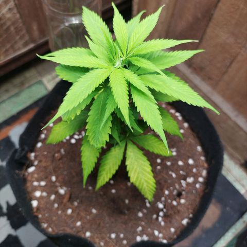 CBD Pinecone  growlog timeline photo