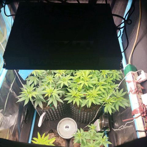 CBD Pinecone  growlog timeline photo