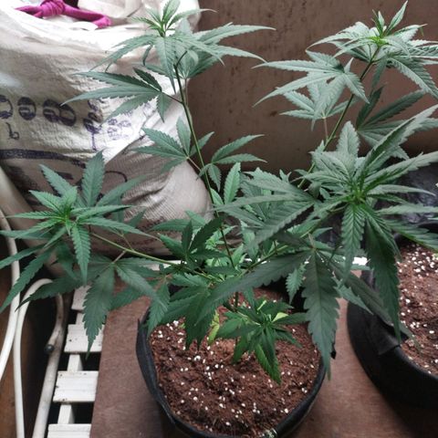 Tropicana Cherry growlog timeline photo