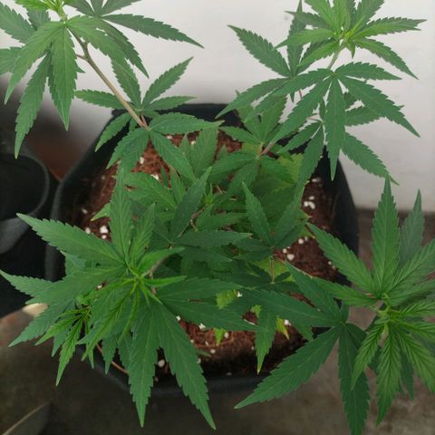 Tropicana Cherry growlog timeline photo