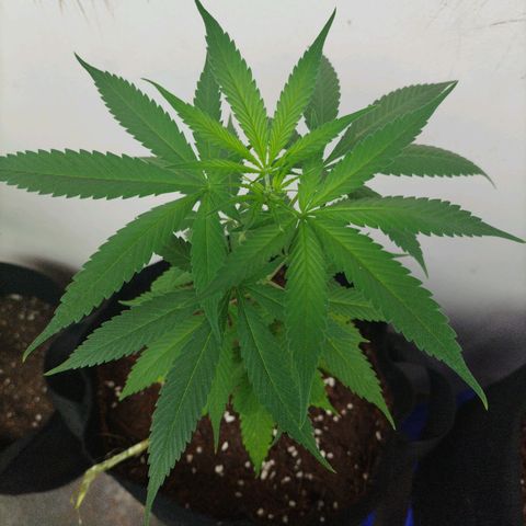 Tropicana Cherry growlog timeline photo