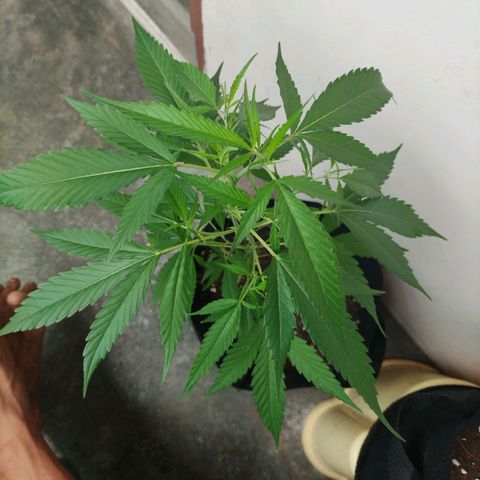 Tropicana Cherry growlog timeline photo