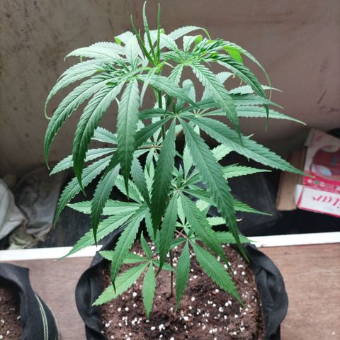 Tropicana Cherry growlog timeline photo