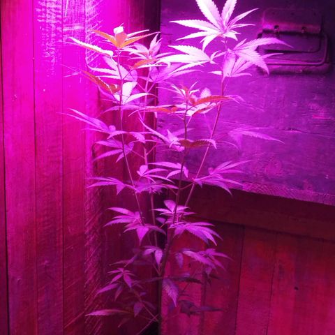 CBD Pinecone  growlog photo: CBD
