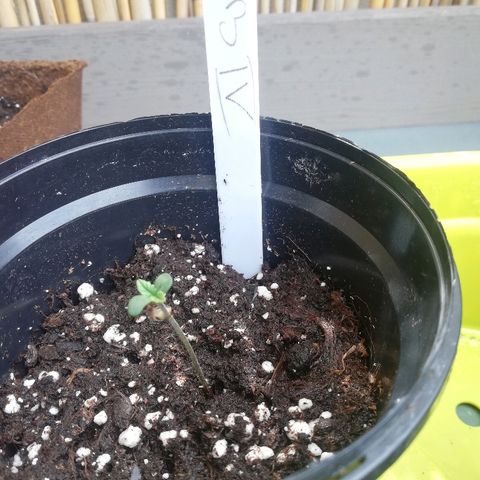 B.B. IV growlog timeline photo