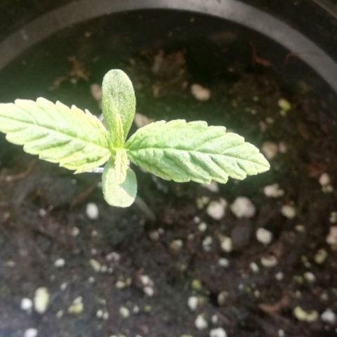 B.B. IV growlog photo: Leichtes spargel und gelbliche verblassung ueber hauptbaettern 