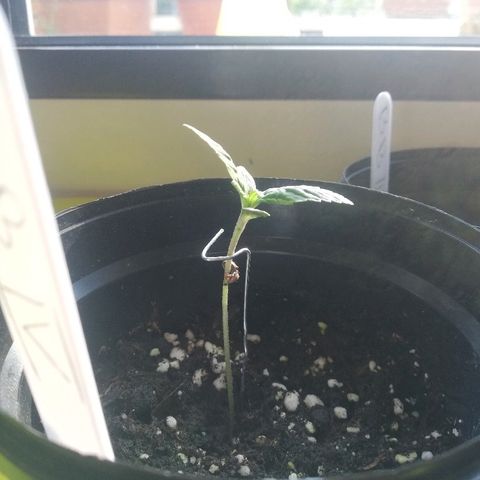 B.B. IV growlog photo: Leichtes spargel und gelbliche verblassung ueber hauptbaettern 