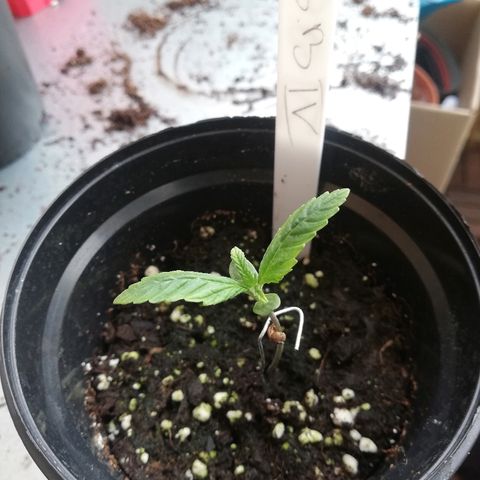B.B. IV growlog photo: Sehr gesund 
