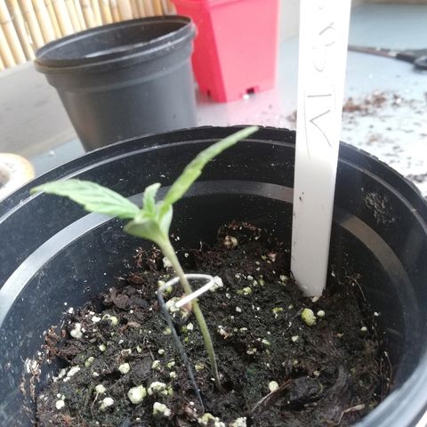 B.B. IV growlog photo: Sehr gesund 