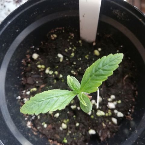 B.B. IV growlog photo: Sehr gesund 
