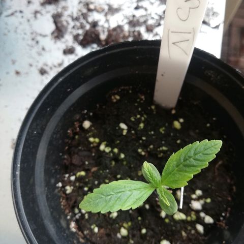 B.B. IV growlog photo: Sehr gesund 