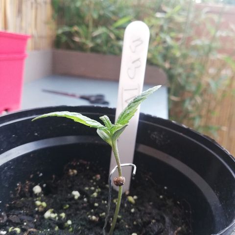 B.B. IV growlog photo: Sehr gesund 