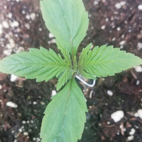 B.B. IV growlog photo: Entwickelt sich prächtig. Gesündeste Pflanze von BB Cheese 