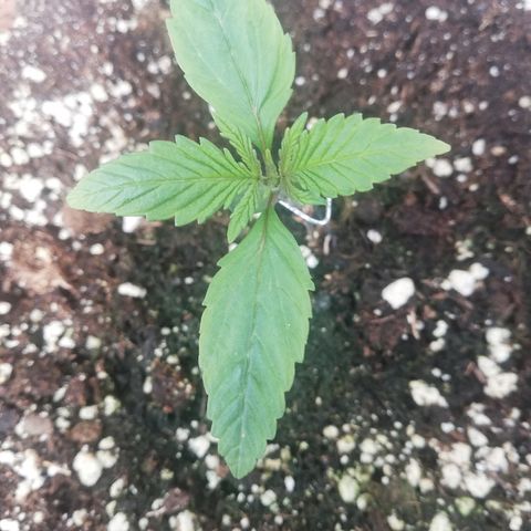 B.B. IV growlog photo: Entwickelt sich prächtig. Gesündeste Pflanze von BB Cheese 