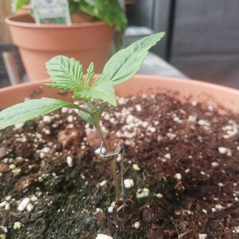 B.B. IV growlog photo: Entwickelt sich prächtig. Gesündeste Pflanze von BB Cheese 