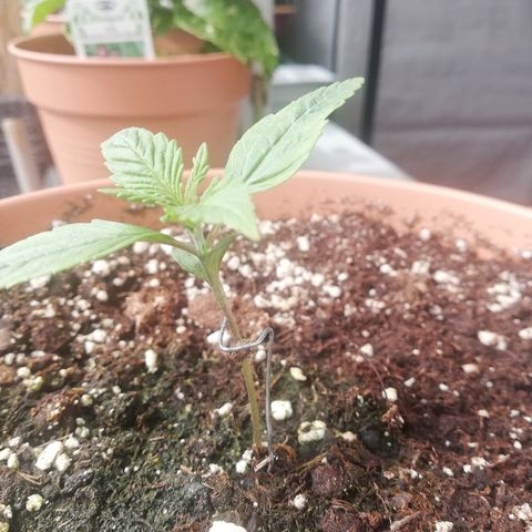 B.B. IV growlog photo: Entwickelt sich prächtig. Gesündeste Pflanze von BB Cheese 
