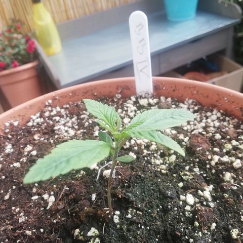 B.B. IV growlog photo: Entwickelt sich prächtig. Gesündeste Pflanze von BB Cheese 