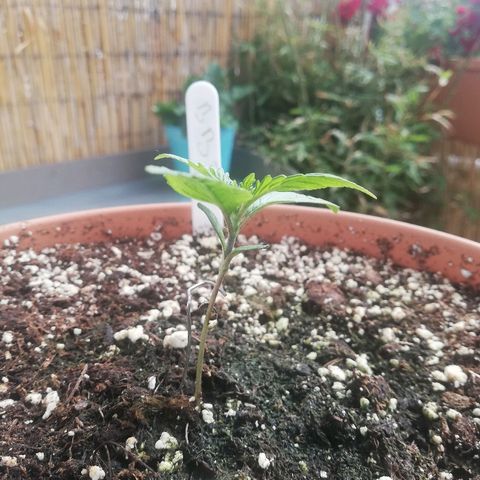 B.B. IV growlog photo: Entwickelt sich prächtig. Gesündeste Pflanze von BB Cheese 