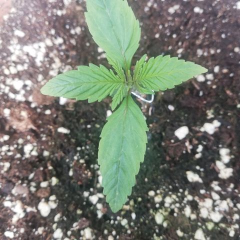 B.B. IV growlog timeline photo