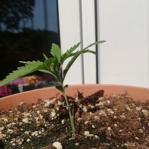 B.B. IV growlog timeline photo