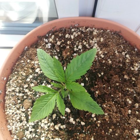 B.B. IV growlog photo: Dritte Nodie kommt 