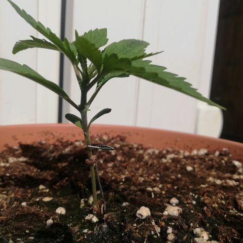 B.B. IV growlog timeline photo
