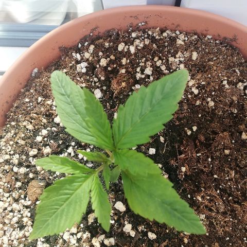 B.B. IV growlog timeline photo