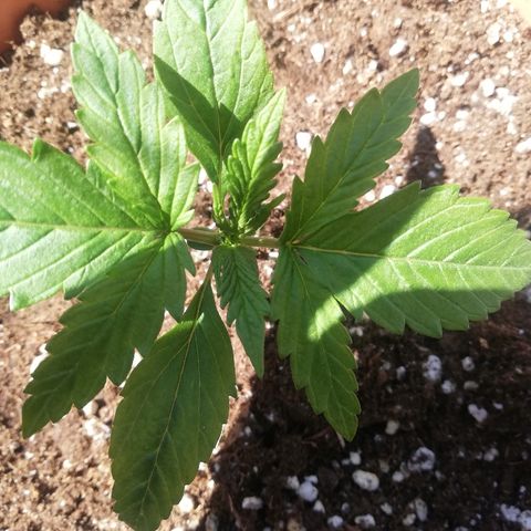 B.B. IV growlog timeline photo