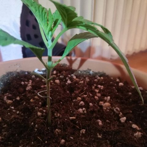 B.B. IV growlog timeline photo