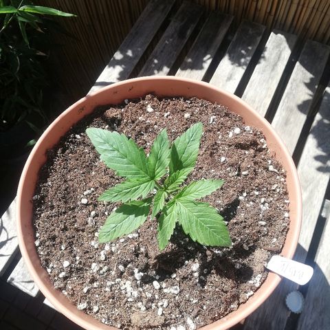 B.B. IV growlog timeline photo