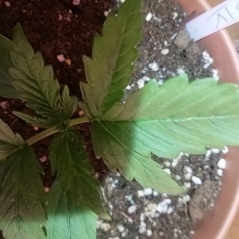 B.B. IV growlog timeline photo