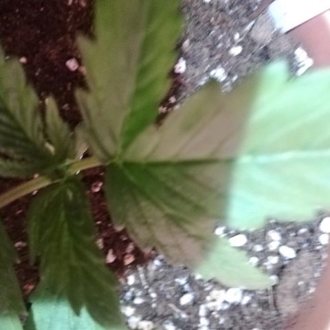 B.B. IV growlog timeline photo