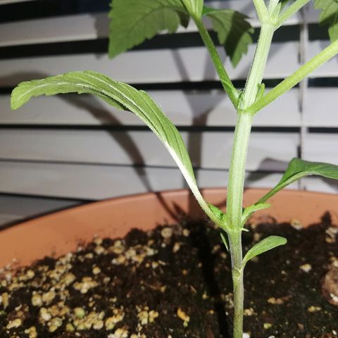 B.B. IV growlog photo: 3 Nodien
Gesunde Pflanze
Letzten Tage fuer mehrere Std auf den Balkon in die Sonne 