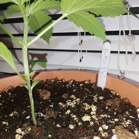 B.B. IV growlog photo: 3 Nodien
Gesunde Pflanze
Letzten Tage fuer mehrere Std auf den Balkon in die Sonne 
