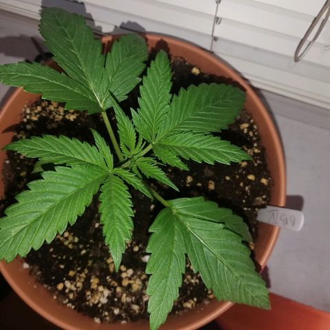 B.B. IV growlog photo: 3 Nodien
Gesunde Pflanze
Letzten Tage fuer mehrere Std auf den Balkon in die Sonne 