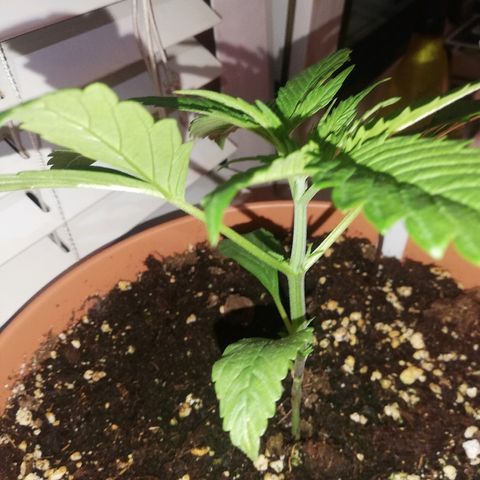 B.B. IV growlog photo: 3 Nodien
Gesunde Pflanze
Letzten Tage fuer mehrere Std auf den Balkon in die Sonne 