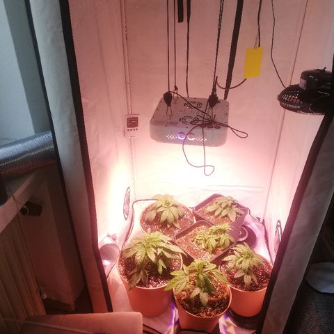 B.B. IV growlog photo: Direkt nachdem Umtopfen