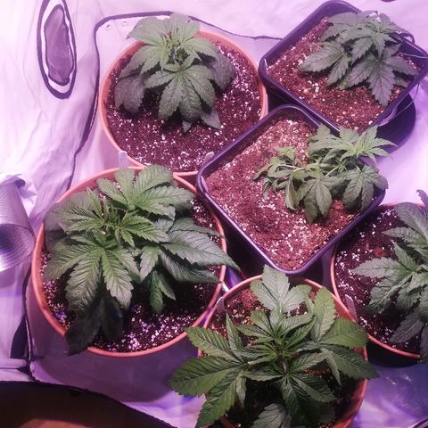 B.B. IV growlog photo: Direkt nachdem Umtopfen