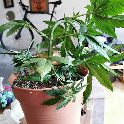 B.B. IV growlog photo: Sehr strammes  training 
