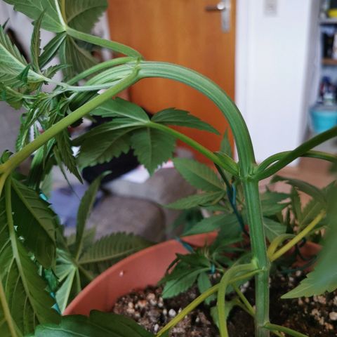 B.B. IV growlog photo: Sehr strammes  training 