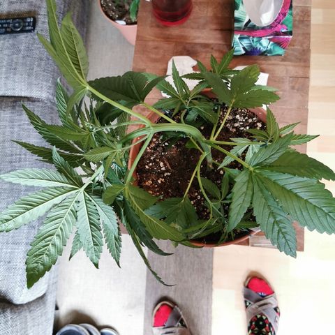 B.B. IV growlog photo: Sehr strammes  training 