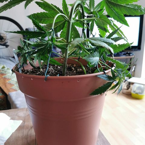 B.B. IV growlog photo: Sehr strammes  training 
